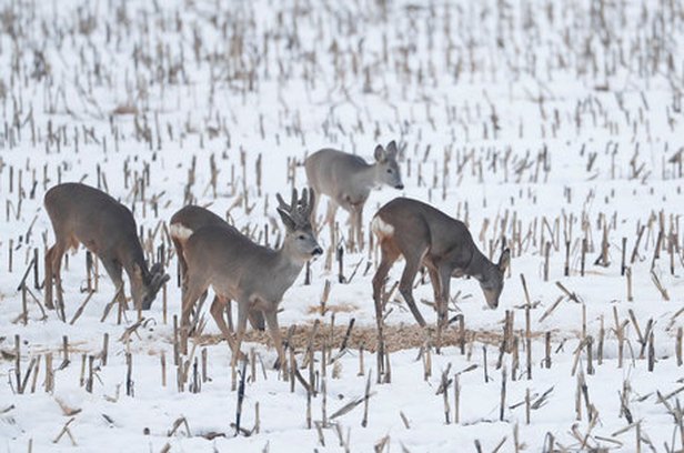 Foto: Vasily Fedosenko/ Reuters 9.2.2019 - R7