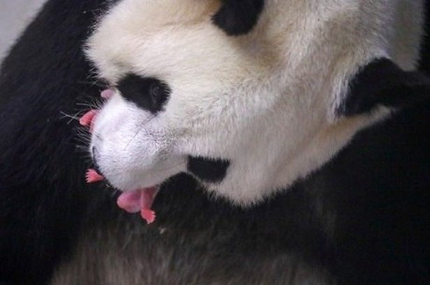 Foto: Benoit Bouchez Pairi Daiza/Reuters