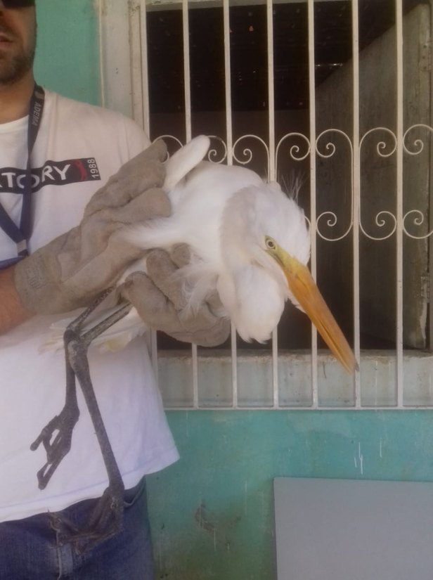 Foto: Adema
