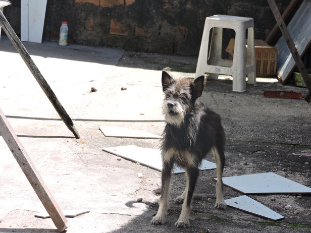 Foto: Alliston Fellipe/Sema