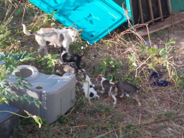 Os cães são alimentados por Genival