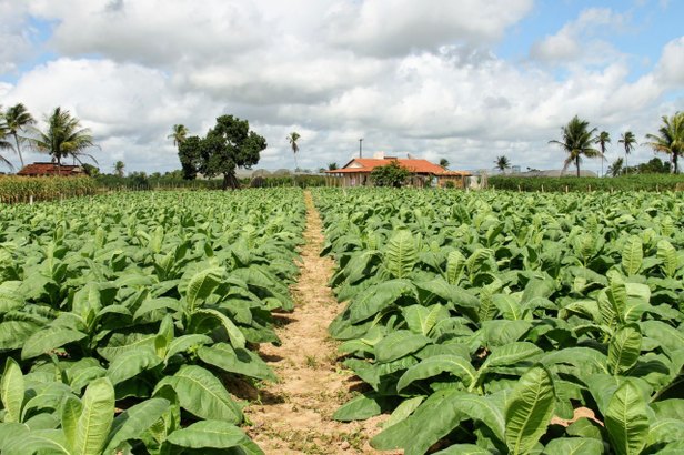 Cohidro contabiliza 100 hectares plantados no Perímetro Irrigado Piauí. Foto: Ascom/COHIDRO.