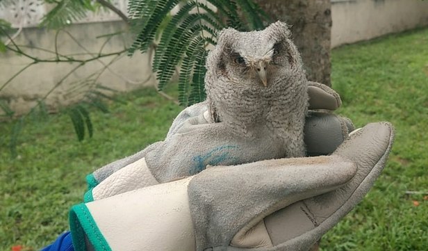 Foto: Adema